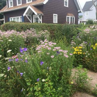Alt text: A front yard converted into a lush flowering meadow, with pink, purple, yellow, and white blooms growing along a walkway in front of a house