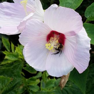 A hibiscus bee (Ptilothrix bombiformis) visiting a crimsoneyed rosemallow (Hibiscus moscheutos) flower