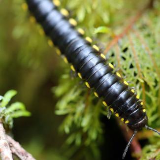 A yellow-spotted millipede crawls across green moss and a small branch, its glossy black segmented body with bright yellow spots visible in close-up detail