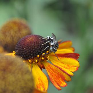A female Helenium autumnale on a flower in Oregon