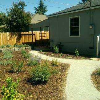 Native plants in mulch near the walkway of a home