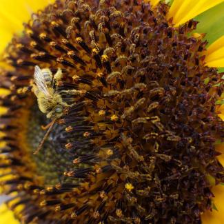 A pale brown bee with very long antennae forages on a sunflower