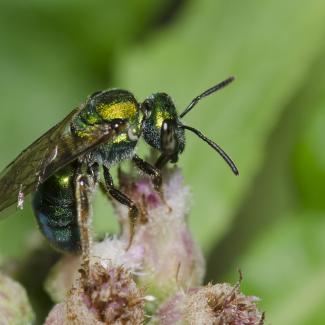 Metallic green sweat bee drinking nectar from a pink flower. The bee is glittering with gold in the sunshine.