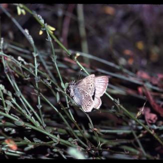 A Xerces blue butterfly resting on the green stems of deerweed