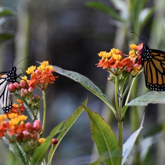 Two orange-and-black monarch butterflies drink nectar on yellow-and-red colored flowers. The flowers are tropical milkweed, a non-native plant that should not be grown to help monarchs.