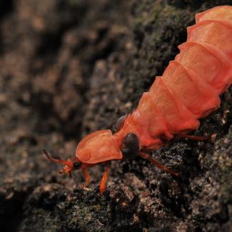 A female glow-worm is a rather bizarre-looking animal, with a large, bright pink segmented body.