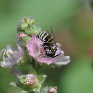 A small black-and-white striped bee is curled over with its head in a pink flower to reach the nectar
