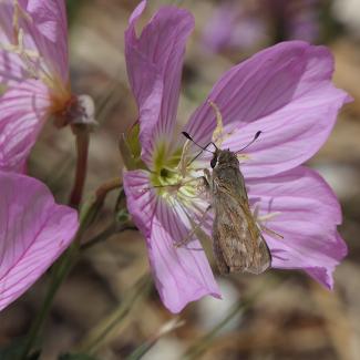 A cluster of pink flowers, each with five petals, offers a place for a small brown, delicately marked butterfly to drink nectar