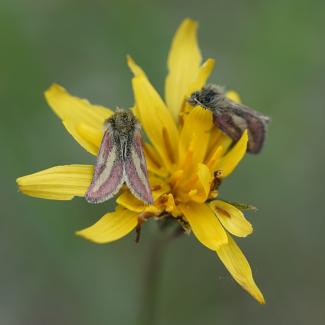 Two moths with pink and brown wings and very hairy, pale brown bodies drink nectar from a yellow flower