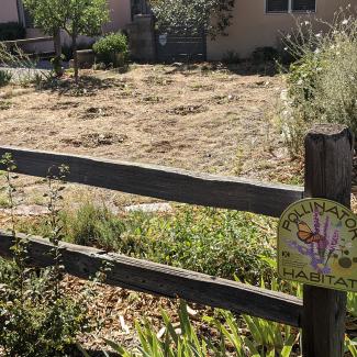 A front garden in which flowers have been planted. Small circles of recently dug soil surround each small, green plant. The garden is edged by a wooden fence made of two horizontal rails and widely spaced posts. In the foreground, attached to the fence is a sign. The sign is green, with colorful flowers and an orange butterfly and brown lettering that says “pollinator habitat”.