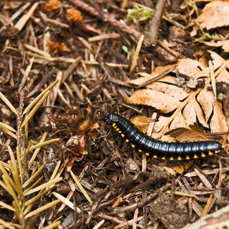 Yellow spotted millipede crawls in leaves and brush