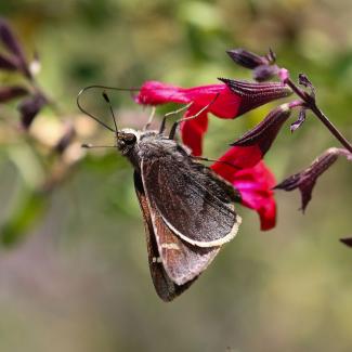 Moon-marked skipper butterfly on a flower 