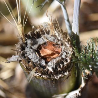 The hole in the end of this broken flower stem is filled with neatly cut pieces of leaf, a sure sign that a leafcutter bee has made a nest. 