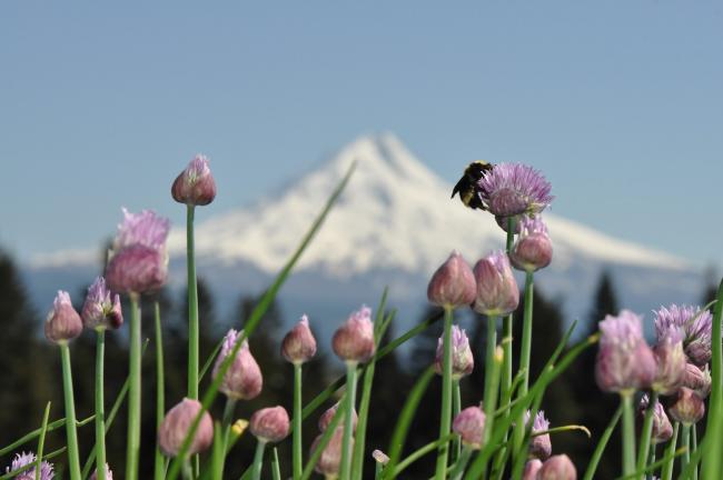 A bee nectars on a pink/purple flower in the foreground, and Mt. Hood, which is white with snow, looms in the background, set against a blue sky.