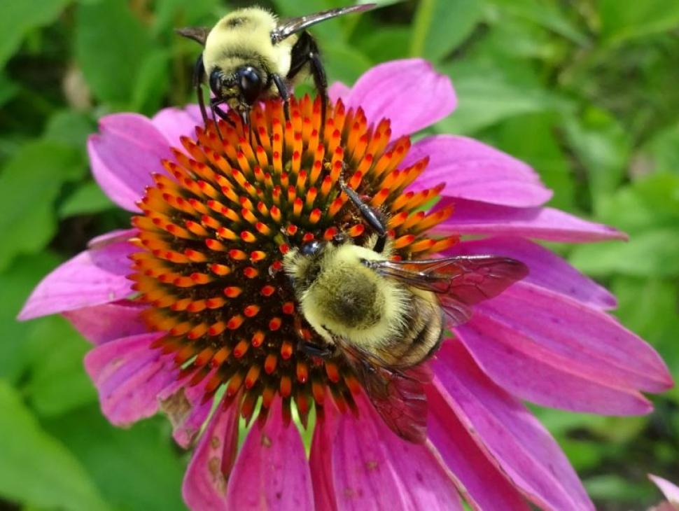 Brown-Belted Bumble Bee on purple coneflower. Photo courtesy Don Leaon.
