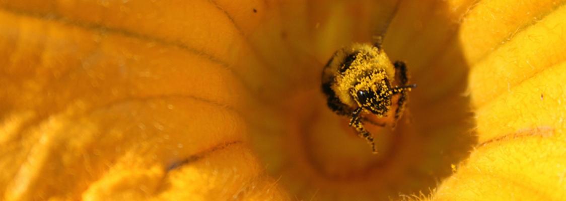 Minimizing the Risks of Pesticides for Pollinators