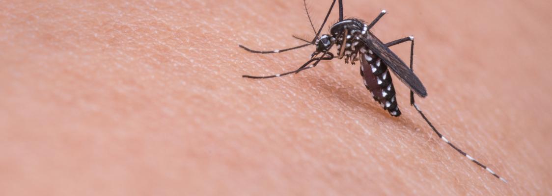 Effective Mosquito Management