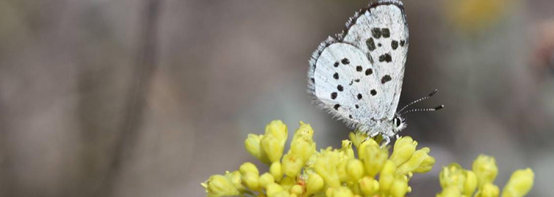 Butterflies