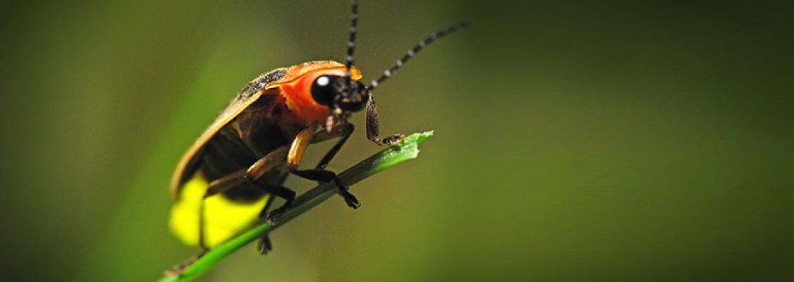 Firefly Conservation | Xerces Society