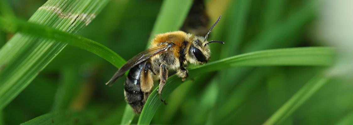 Wild Bee Conservation