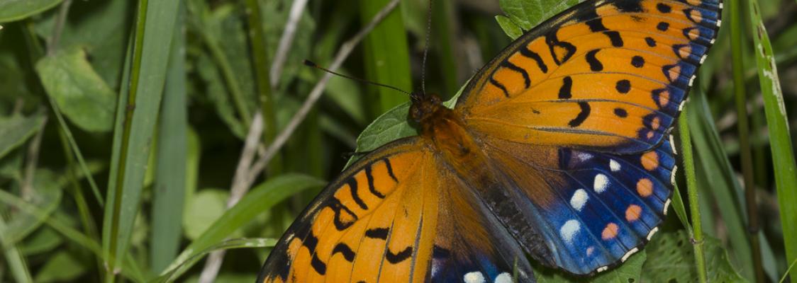 A beautiful butterfly has its wings spread, displaying areas of vibrant orange with black details, and vivid blue with white spots.