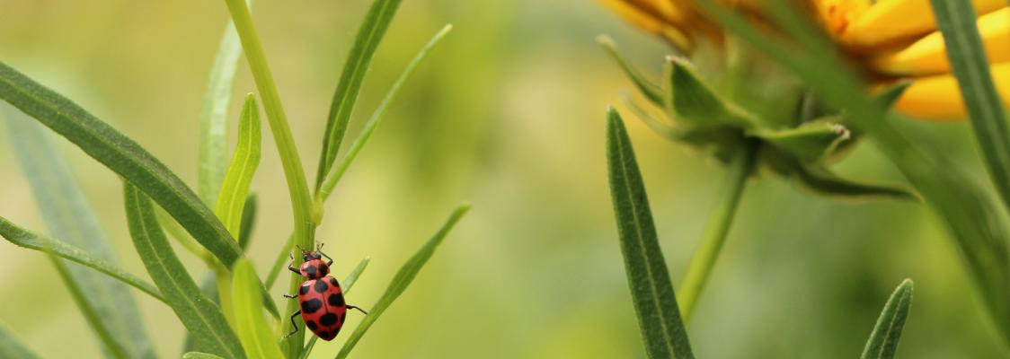A small lady beetle climbs amidst flower stems, with a blurred yellow blossom in the background.