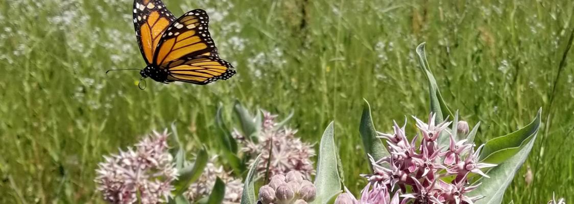 A bright orange monarch flies over colorful, pink showy milkweed (Asclepias speciosa).