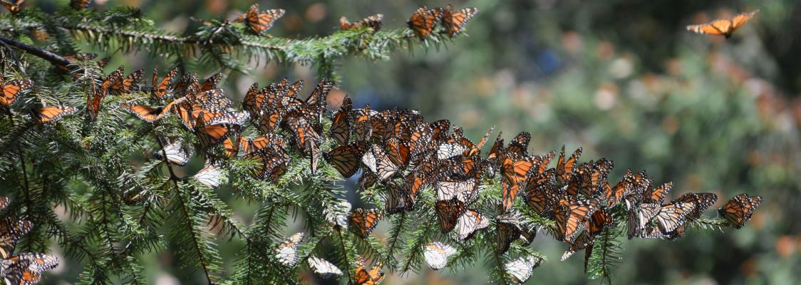 Clusters of monarchs, at first glance, resemble brown leaves. On second glance, one realizes they are coating the branches of evergreens as they overwinter.