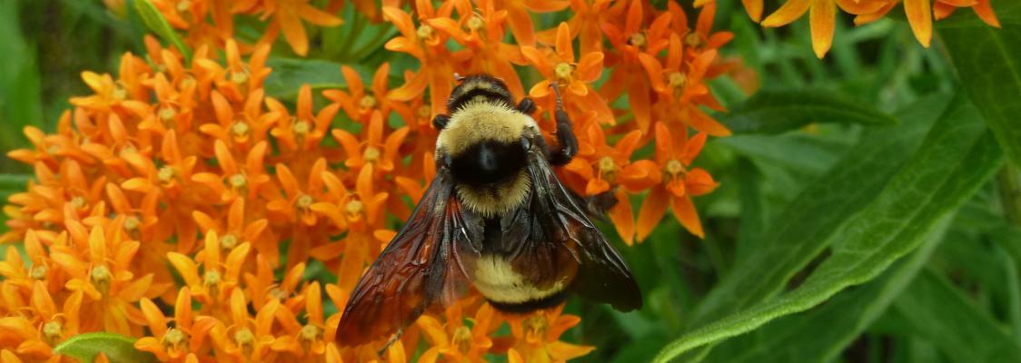 A fuzzy bumble bee with clear yellow and black stripes holds tightly to a cluster of orange milkweed flowers. In the background are richly green leaves.
