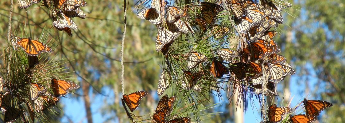 Monarchs cluster on pine branches, which are backed by blue sky. The butterflies with folded wings are more drab in color, appearing to be dead leaves at first glance. The butterflies with their wings spread display a vibrant orange hue.