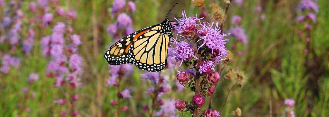 A monarch nectars on multiple, purple, fluffy flowers growing on a stalk.