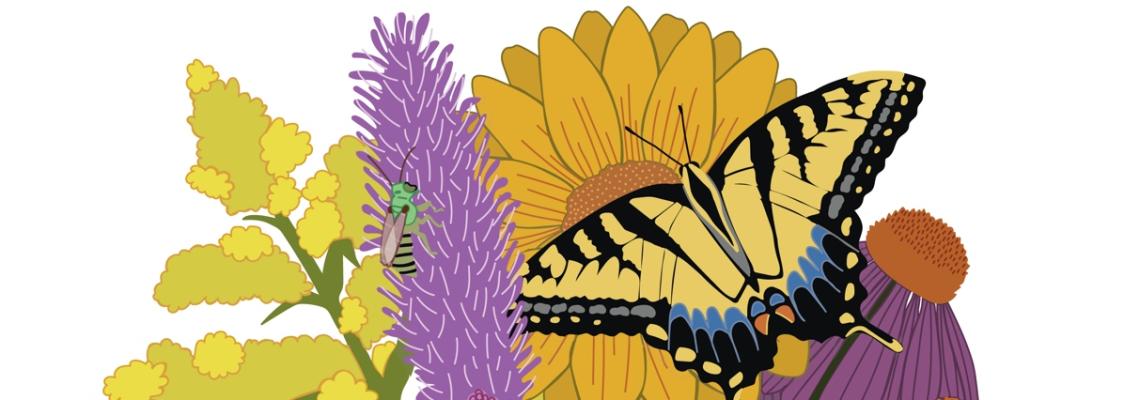 A swallowtail butterfly rests on a purple coneflower among colorful blooming wildflowers.