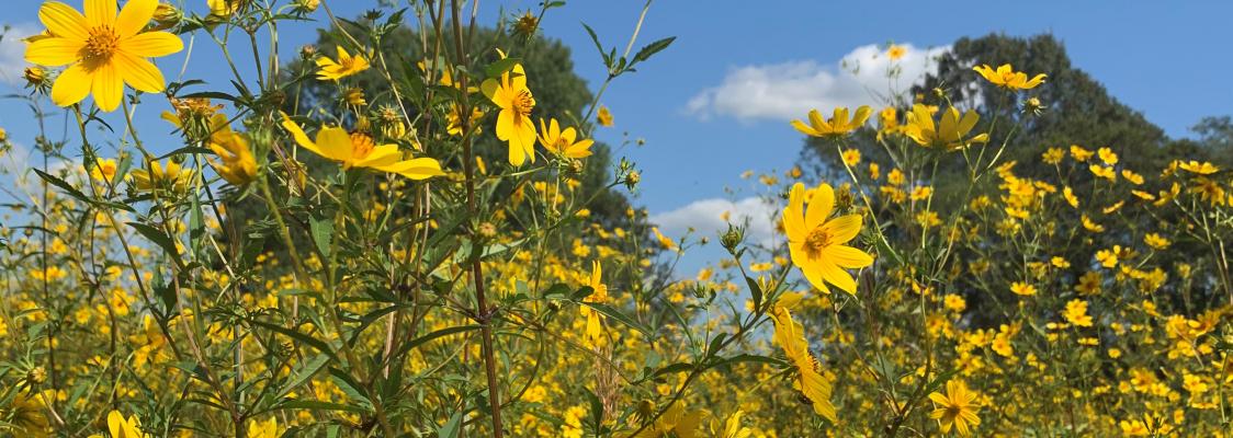 Field Notes 2019  Center for Coastal Studies