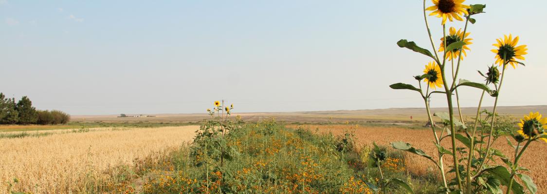 In an arid, agricultural landscape, a hedgerow bursts with yellow flowers, including a few tall sunflower stalks.
