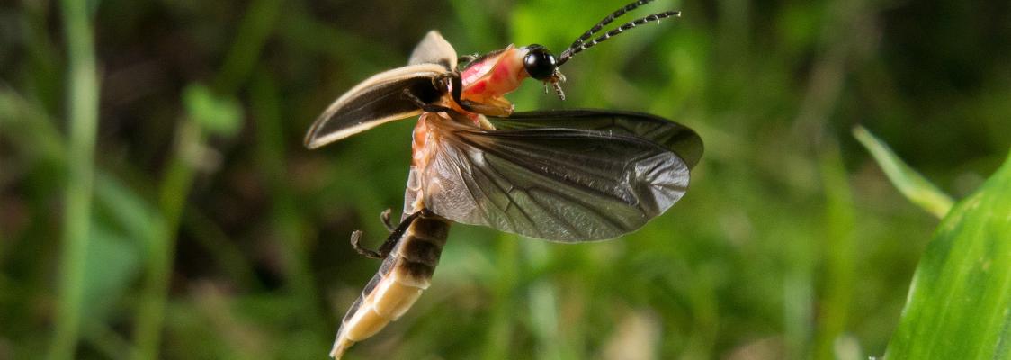 Big dipper firefly in flight