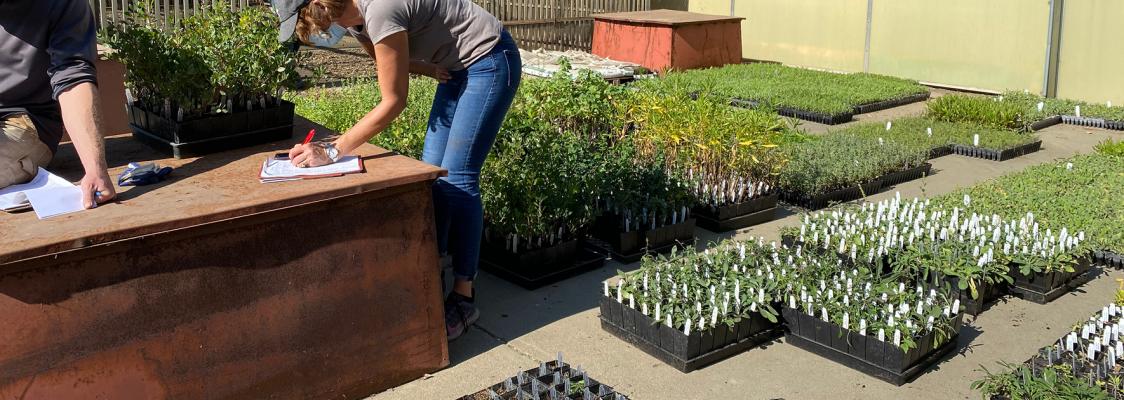 The ground is covered with trays containing thousands of tiny plants waiting to be collected and taken to planting sites