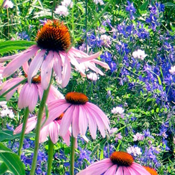 plant lists