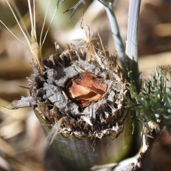 The hole in the end of this broken flower stem is filled with neatly cut pieces of leaf, a sure sign that a leafcutter bee has made a nest. 