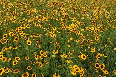 Yellow flowers