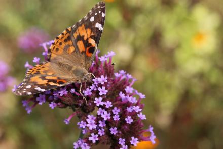 orange butterfly