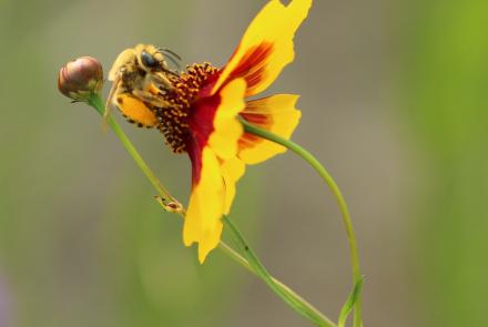 Bee on yellow and red flower
