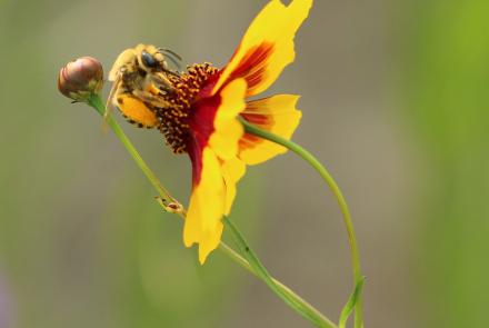 Bee on yellow and red flower