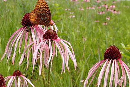 butterfly on flower