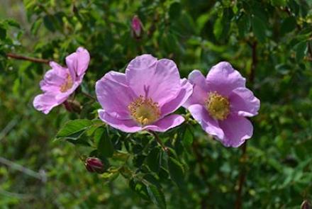Roses