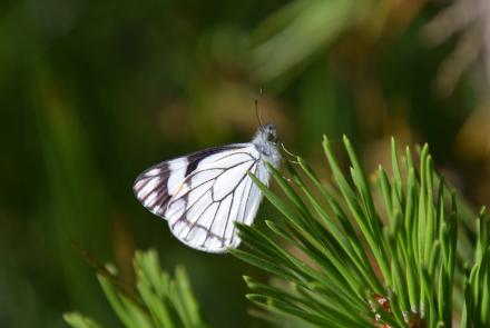White butterfly on pine