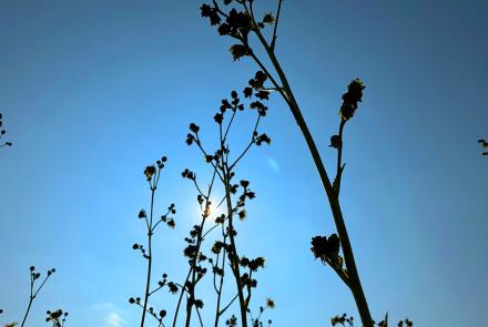 Plants