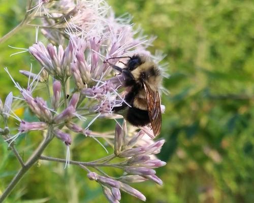 Completing genome of rusty patched bumble bee