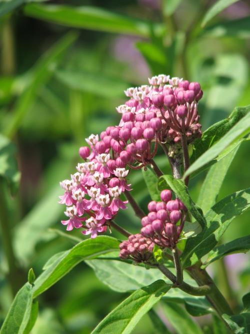 Red milkweed (Asclepias rubra). (Photo: peganum / Wikimedia Commons)